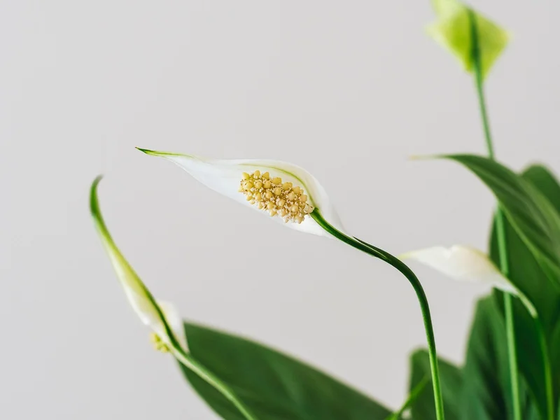 足球博彩PG电子平台